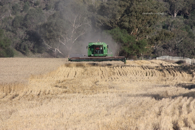 Harvesting Triticale near Quirindi