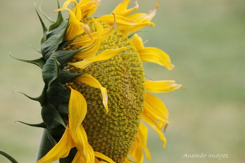 Sunflower on the Liverpool Plains Sunflower on the Liverpool Plains