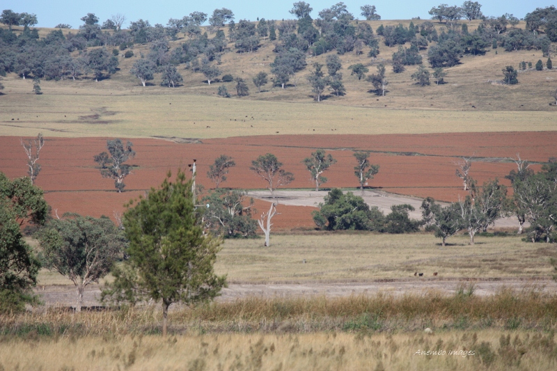 Sorghum in the hills around Quirindi Sorghum in the hills around Quirindi